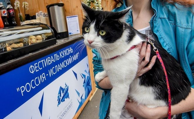 В России может появиться вакцина для профилактики аллергии на кошек