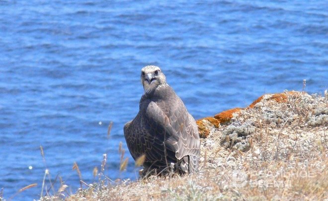«День сокола» открыл Владивостокский экономический форум