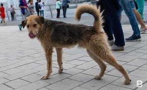 В Агрызе бездомные собаки напали на человека