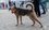 «Ситуация с кошками и собаками в Татарстане ужасная и бесперспективная»