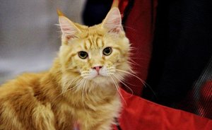 В Татарстане стали страховать домашних животных