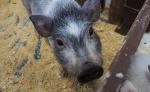 В Татарстане за год построили 126 участковых ветеринарных пунктов