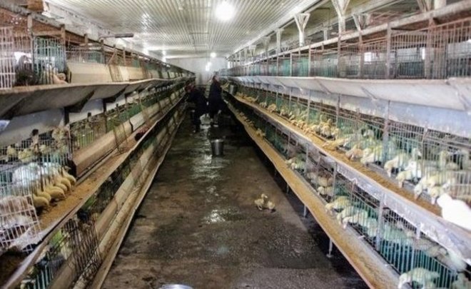 В России с начала года зафиксирован один случай заражения человека птичьим гриппом
