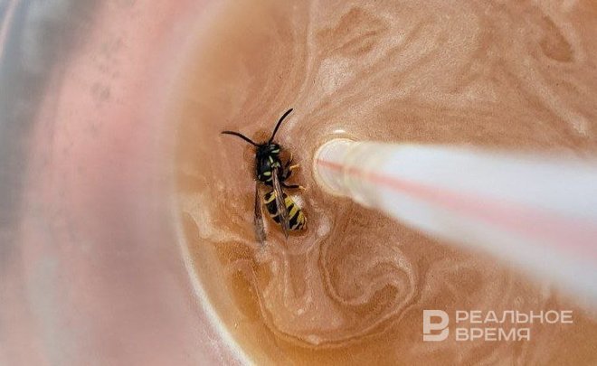 Казанский ученый объяснил высокую активность ос в Татарстане