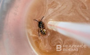 Казанский ученый объяснил высокую активность ос в Татарстане