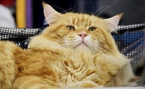 Самыми популярными породами кошек в России стали шотландские, британские и мейн-куны