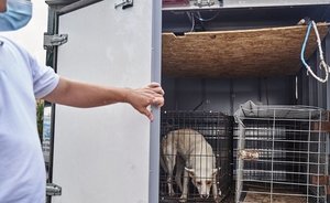 В Казани с начала года отловили 2,2 тысячи безнадзорных собак