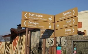 Ветеринарный врач зооботсада в Казани рассказала, чем могло обернуться проглатывание мяча гепардами