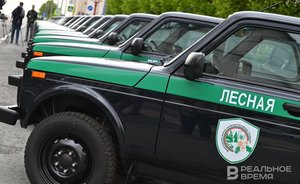 Татарстан стал одним из самых эффективных регионов России по ведению лесного хозяйства