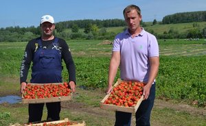 В этом году урожай клубники в Татарстане будет близок к рекордным показателям