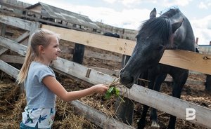 В Татарстане в 2023 году 8 участников претендуют на грант по направлению «Агротуризм»
