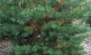 В казанском парке Урицкого высыхают едва посаженные сосны