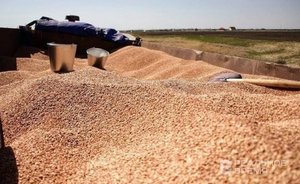 В мае импорт зерновых из России в Японию вырос почти на 2100%