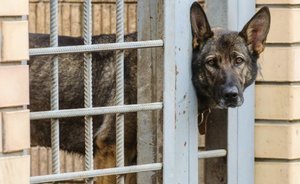 Власти Саранска в мае планируют открыть приют для бездомных животных