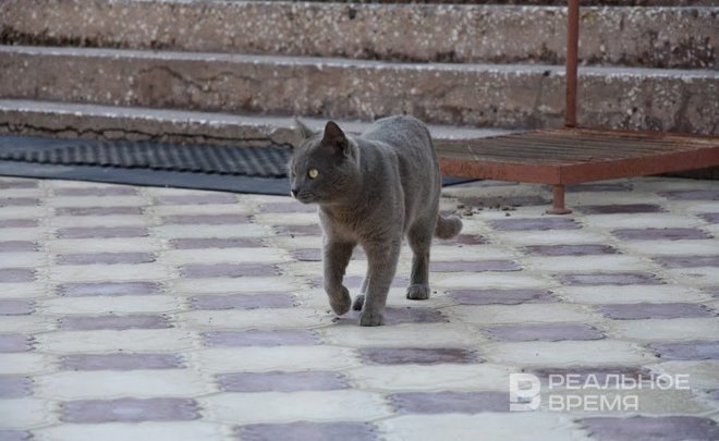 В приметы верят более 60% жителей Казани