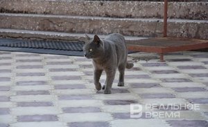 В приметы верят более 60% жителей Казани