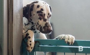 Кинолог заявил об отсутствии влияния размера собаки на ее характер