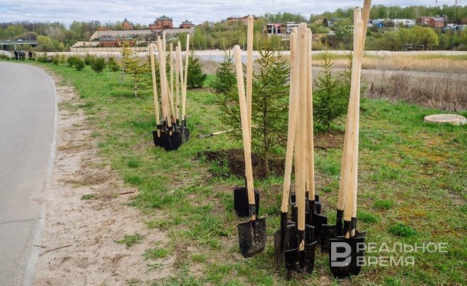 Казанский «Водоканал» потратит почти 5 млн рублей на компенсационную посадку деревьев в 2024 году