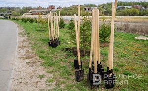 Казанский «Водоканал» потратит почти 5 млн рублей на компенсационную посадку деревьев в 2024 году