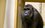 В казанском зоопарке появился новый обитатель — горилла Нгуву