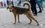 В Татарстане возбудили уголовное дело после нападения бездомных собак на мужчину в селе Шигали