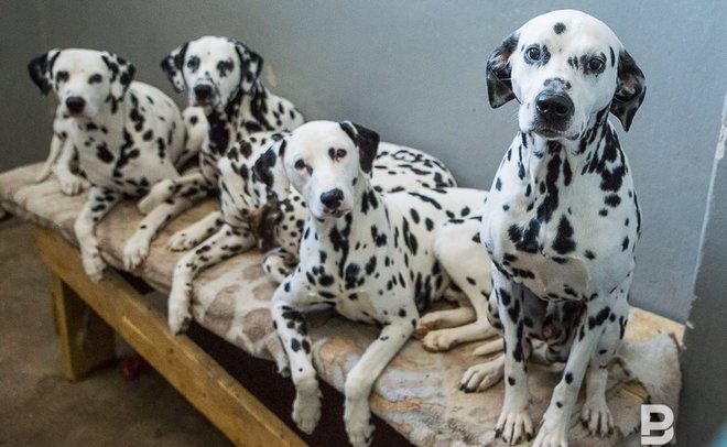 Ученые заявили, что собаки негативно влияют на окружающую среду