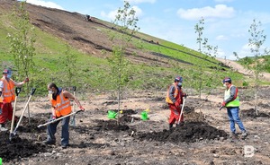 В 2022 году в Нижнекамске закупили деревьев и кустарников на сумму более чем 12 млн рублей