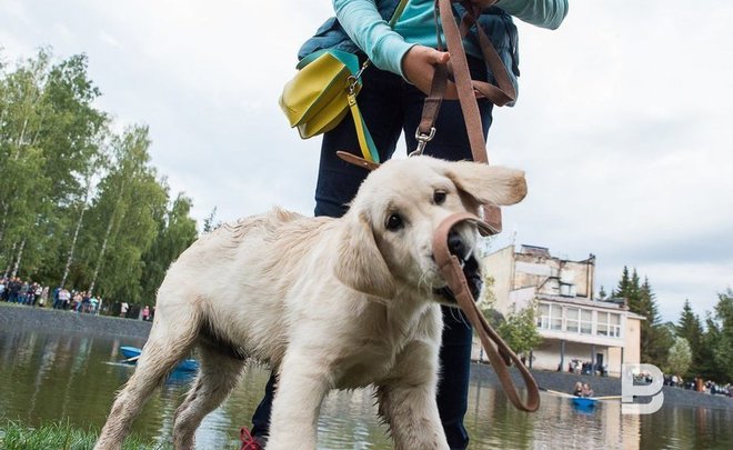 Кинолог рассказал об уходе за лапами собак в зимний период