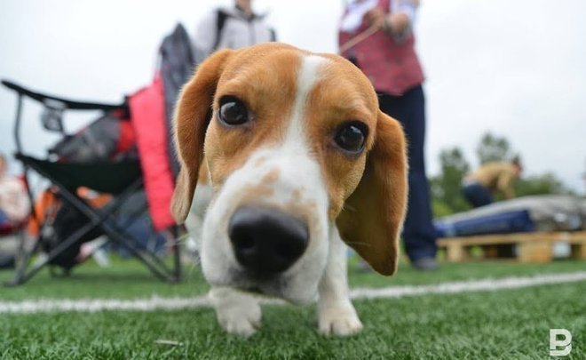 В одном из контактных зоопарков Казани прокуратура выявила нарушения