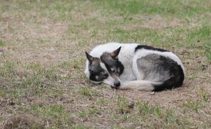 В Нижнекамске начали отлавливать агрессивных собак