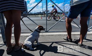 Режим тишины и запрет на самовыгул: Татарстан утвердил требования к содержанию домашних животных
