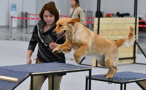 Исследование: спрос на услуги зоонянь в Казани вырос на 167%