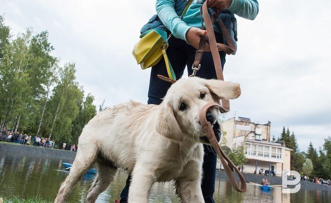 IKEA запустила в Казани и других городах сервис поиска дома для животных из приютов