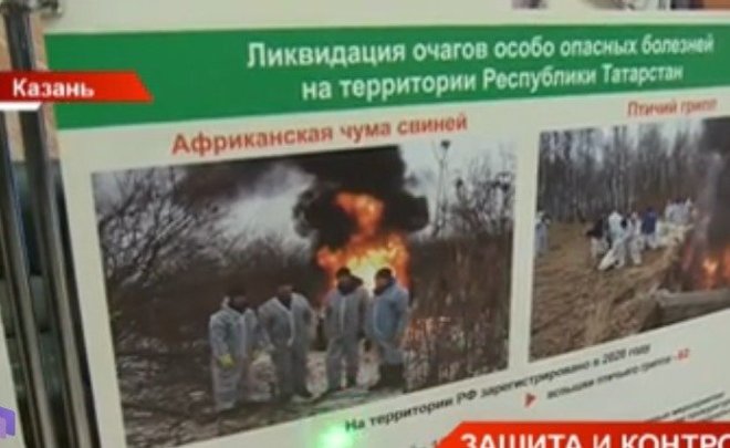 В Татарстане усилят контроль над опасными болезнями сельскохозяйственных животных — видео