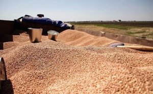 Развитию зерновых культур в Татарстане ничего не угрожает — Минсельхоз и Ассоциация фермерских хозяйств