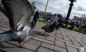 Профессор КФУ рассказал, стало ли в Казани меньше голубей