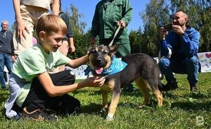 В селе Нижнекамского района РТ отменили карантин в связи с заболеванием бешенством животных