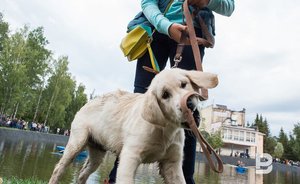 Татарстанские ветеринары рассказали, как защитить от коронавируса животных