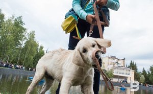 Чаще всего россияне не заводят питомцев из-за недостатка свободного времени
