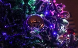 В КФУ рассказали, зачем утилизировать ели