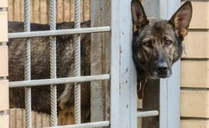 В Нижнекамском районе власти окажут помощь приюту, где обвалилась крыша