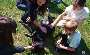 В Казани на благотворительной акции нашли хозяев для четырех собак