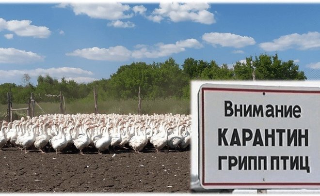 В Башкирии выявлена вторая вспышка птичьего гриппа