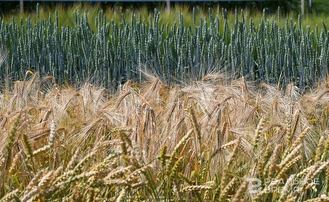 Дмитрий Патрушев заявил о снижении рентабельности производства зерновых в России