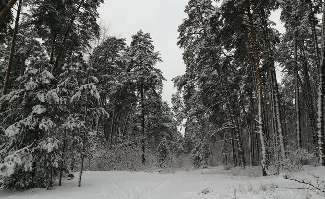 Синоптики дали прогноз на ближайшие дни: Татарстан ждут метели и мороз до -16
