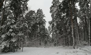 Синоптики дали прогноз на ближайшие дни: Татарстан ждут метели и мороз до -16