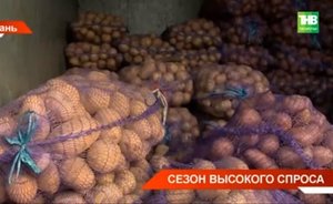 В Казани на проспекте Ямашева прошла четвертая сельхозярмарка — видео