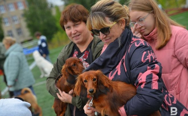 Мэр Саратова предложил установить лимит на домашних животных для горожан
