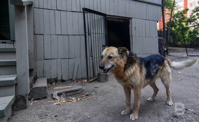 Прокуратура выявила хищения на 1 млн рублей по контрактам об отлове животных в Башкирии