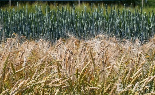 Итоги дня: уборочная кампания-2023, новый парк в Казани, анонс послания Минниханова Госсовету